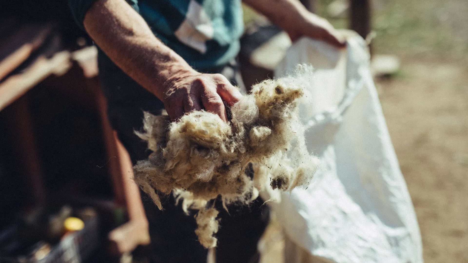 Hände eines Schäfers halten rohe ungewaschene Schafwolle über einem weißen Sammelsack
