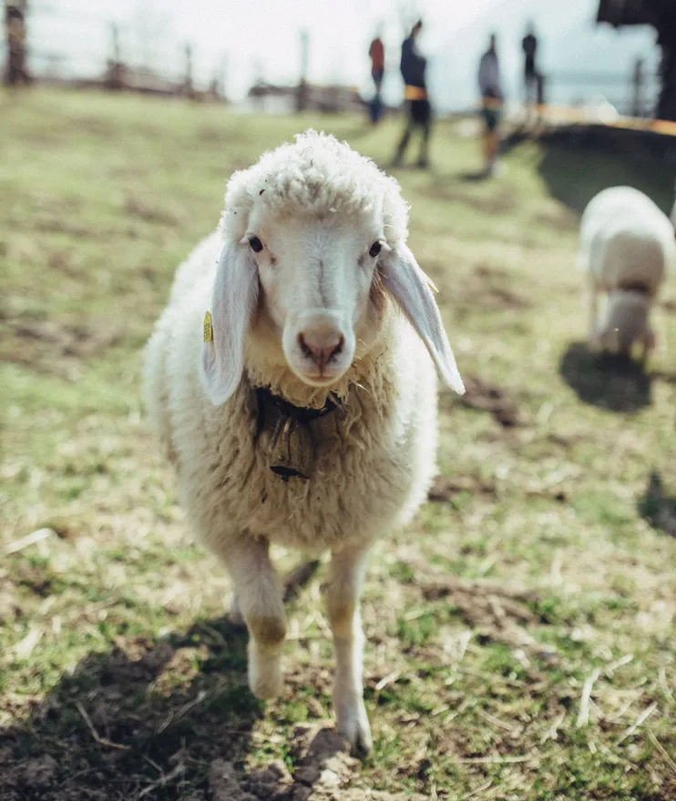 Weißes Schaf mit Glocke und Ohrmarke auf einer Bergweide in Südtirol